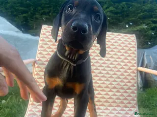 Dobermann dogs Doberman puppies ready today - Advert 17