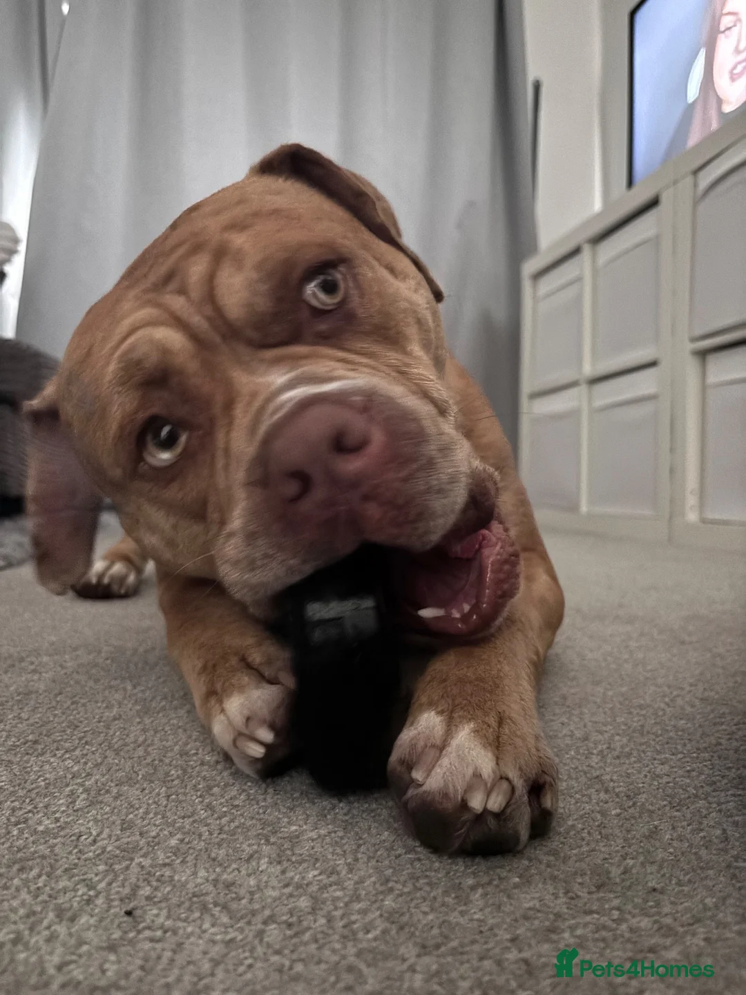 Mixed Breed dogs for sale: Boxer cross olde tyme bulldog - Advert 3