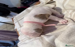 Mixed Breed dogs for sale: Staffie cross American bulldog chunky puppy’s  - Image 11