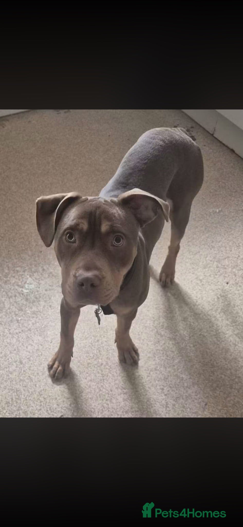 Mixed Breed dogs Staffy mix - ready for forever home  - Advert 1
