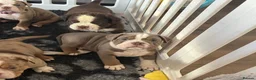 Olde English Bulldogge dogs for sale: Reduced!!✨Olde English Bulldogges ✨  - Advert 23