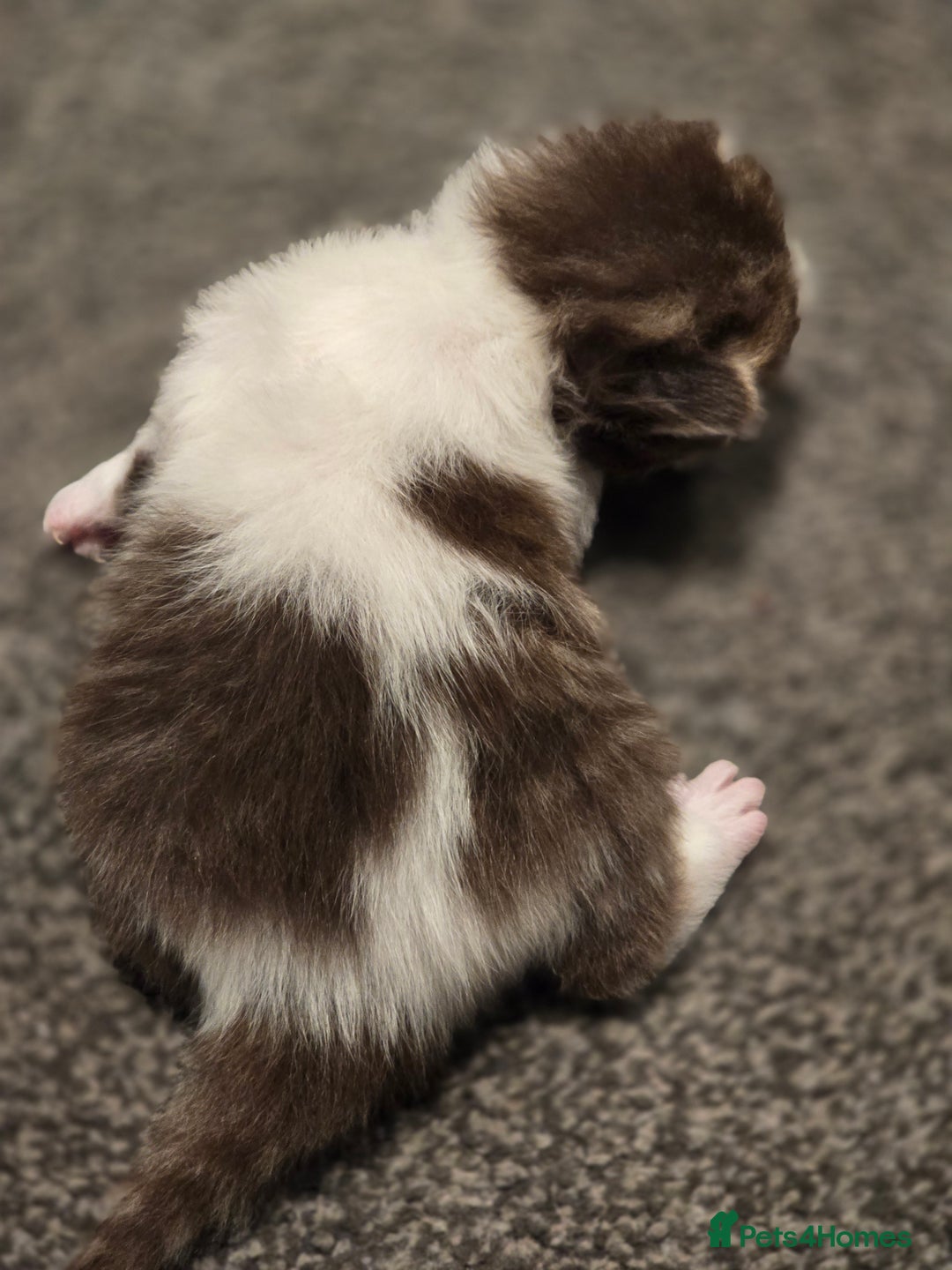 British Shorthair cats for sale: TICA registered BSH and BLH kittens - Advert 16