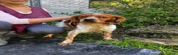 Brittany Spaniel dogs for adoption: Yair   in Worthing - Advert 16