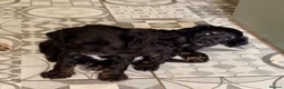 Cockapoo dogs for sale: Black and Tan Cockapoo puppies  - Advert 6