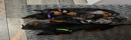Dachshund dogs for sale: dachshund puppies LAST puppy left  - Advert 5