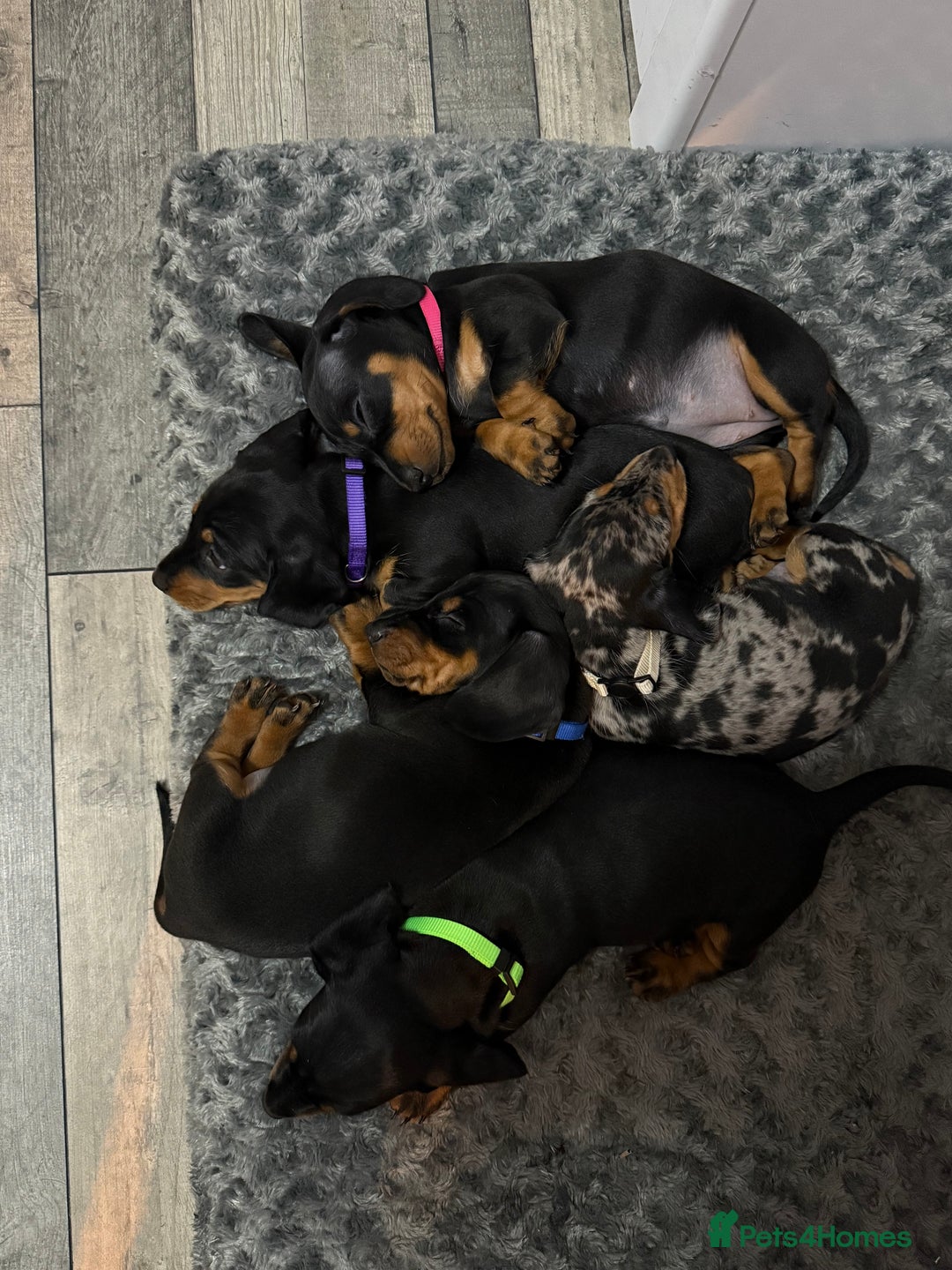 Dachshund dogs for sale: dachshund puppies LAST puppy left  - Advert 5