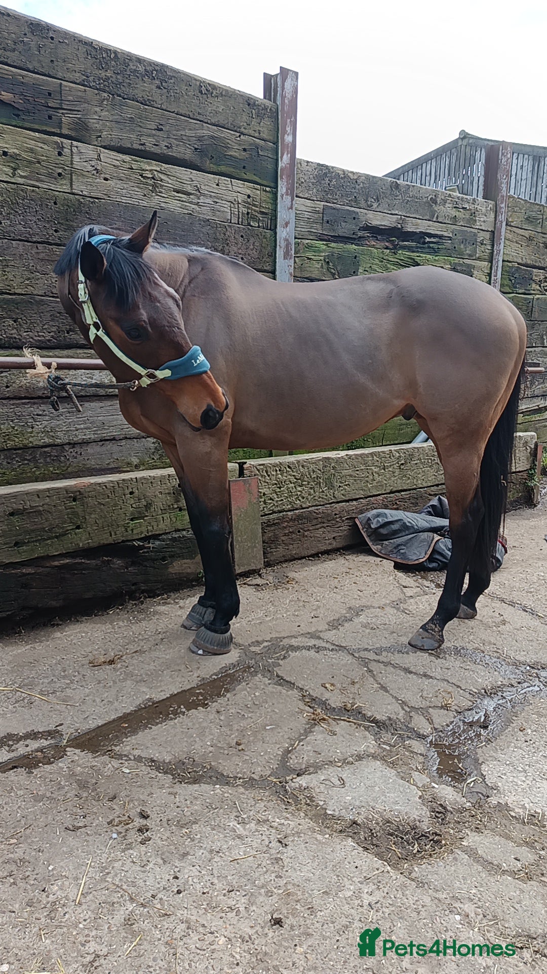 Irish Thoroughbred horses 16.2 tb gelding  - Advert 2