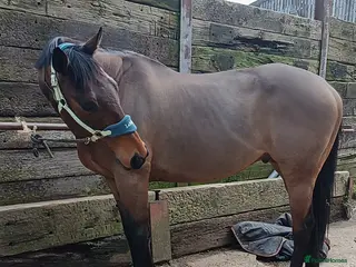 Irish Thoroughbred horses 16.2 tb gelding - Advert 3