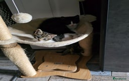 Mixed Breed cats for sale: Kittens For Sale - Image 2