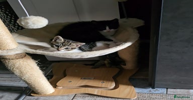 Mixed Breed cats - Advert 7