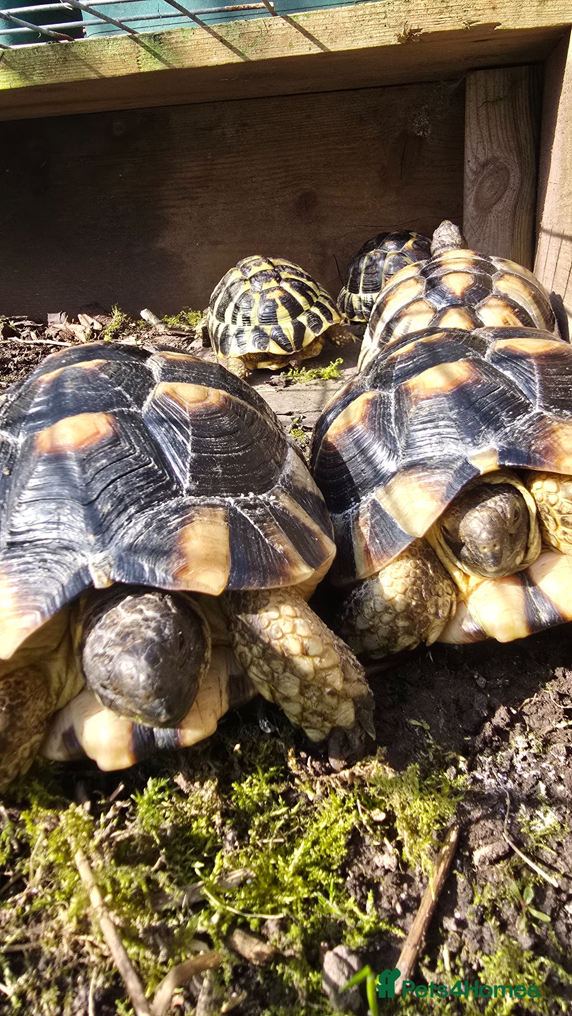 Tortoise reptiles Spur thighed - Advert 1