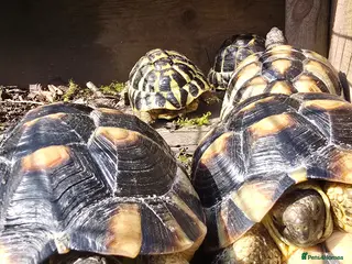 Tortoise reptiles Spur thighed - Advert 6