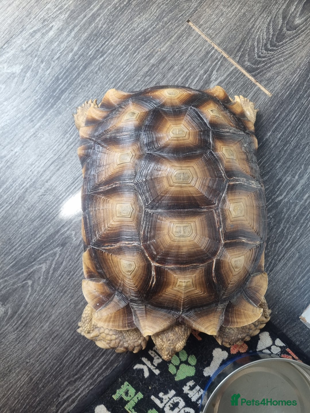 Tortoise reptiles for sale: Sulcata Tortoise - Image 6