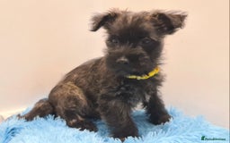 Cairn Terrier dogs for sale: KC Reg, Health tested, 5* licence. Cairns - Image 1