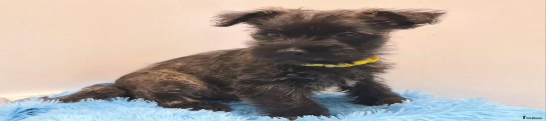 Cairn Terrier Puppy 1