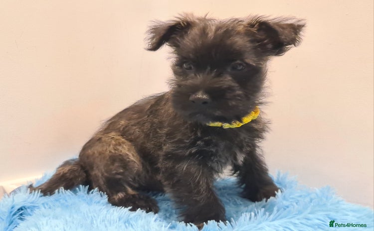 Cairn Terrier dogs - Advert 1