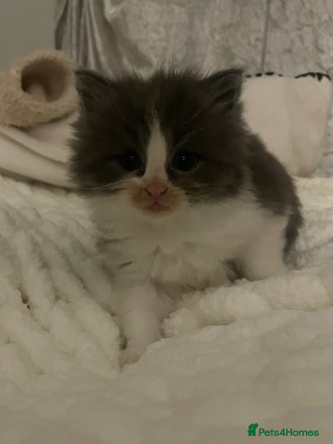 Maine Coon cats for sale: Four beautiful mainecoon/ragdoll kittens - Advert 10