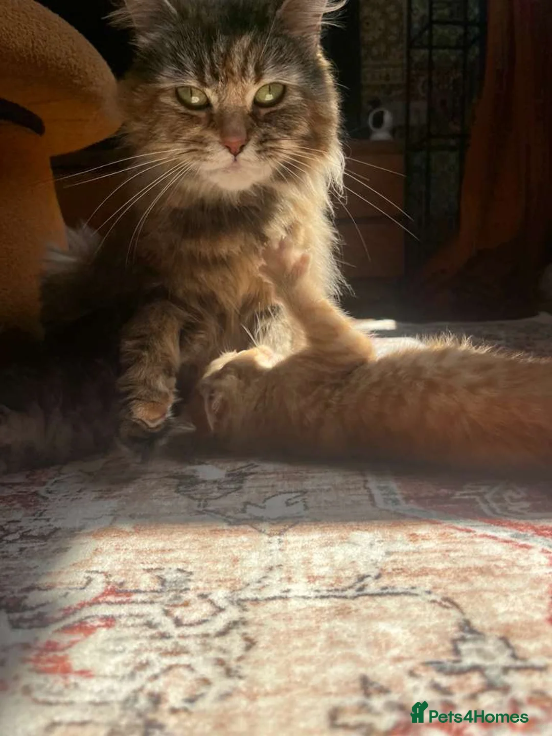Maine Coon cats for sale: Main Coon Cross kittens in Halesworth - Advert 2
