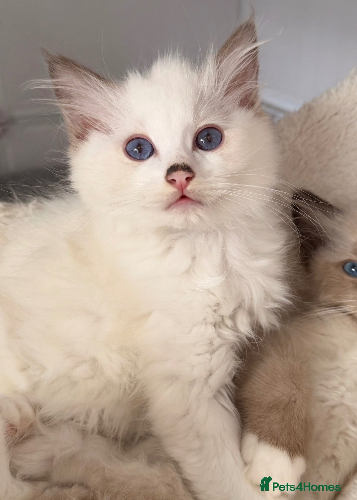Ragdoll cats STUNNING BICOLOUR RAGDOLL KITTEN 🩵 - Advert 2