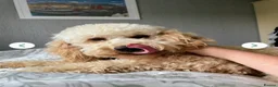 Mixed Breed dogs for sale: Beautiful Poodle Puppies 🩷 - Advert 15