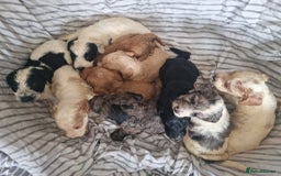 Cockapoo dogs for sale: Cockapoo puppies  - Image 12