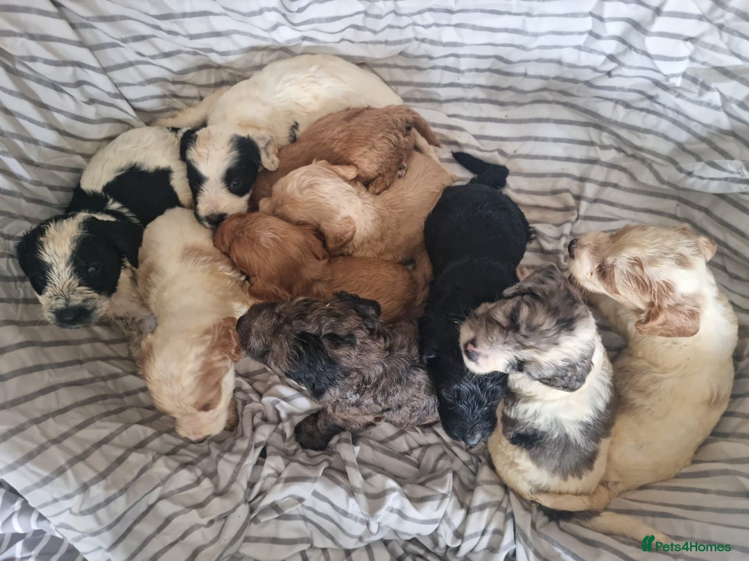 Cockapoo dogs for sale: Cockapoo puppies  - Image 12
