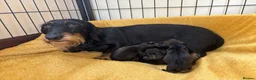 Miniature Dachshund dogs for sale: Miniature Wire Haired Dachshunds  - Advert 1