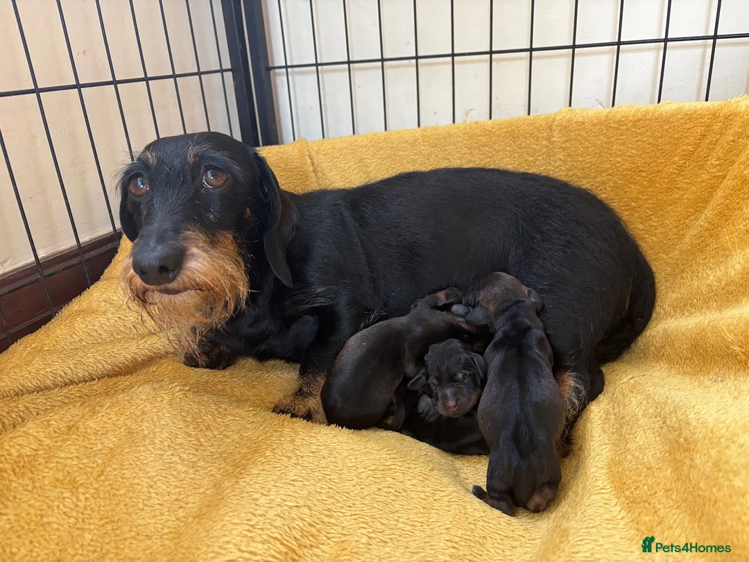 Miniature Dachshund dogs for sale: Miniature Wire Haired Dachshunds  - Advert 1