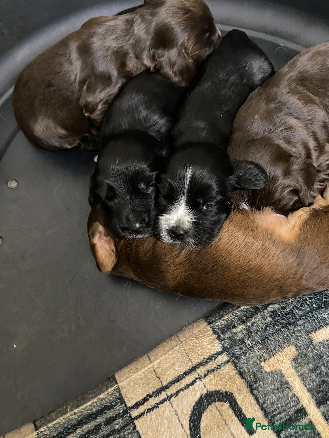 Cocker Spaniel dogs for sale: Stunning KC Reg Cocker Spaniel Pups Choco/Black - Image 16