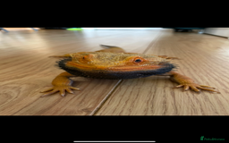 Bearded Dragon reptiles for sale: Bearded dragon - Image 3