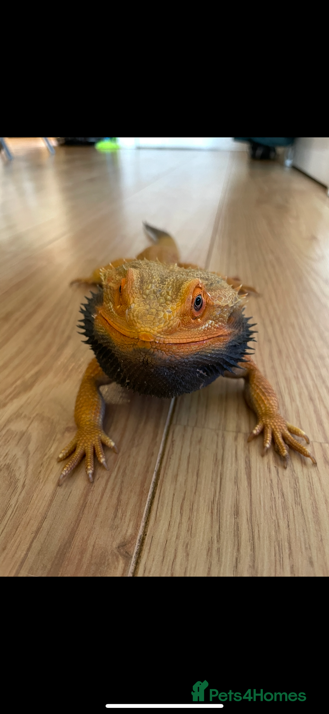 Bearded Dragon reptiles for sale: Bearded dragon - Image 3