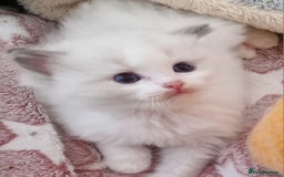 Ragdoll cats for sale: 🩷✨️WAITING LIST ExclusiveKittens💖 TICA🏆cattery - Advert 26