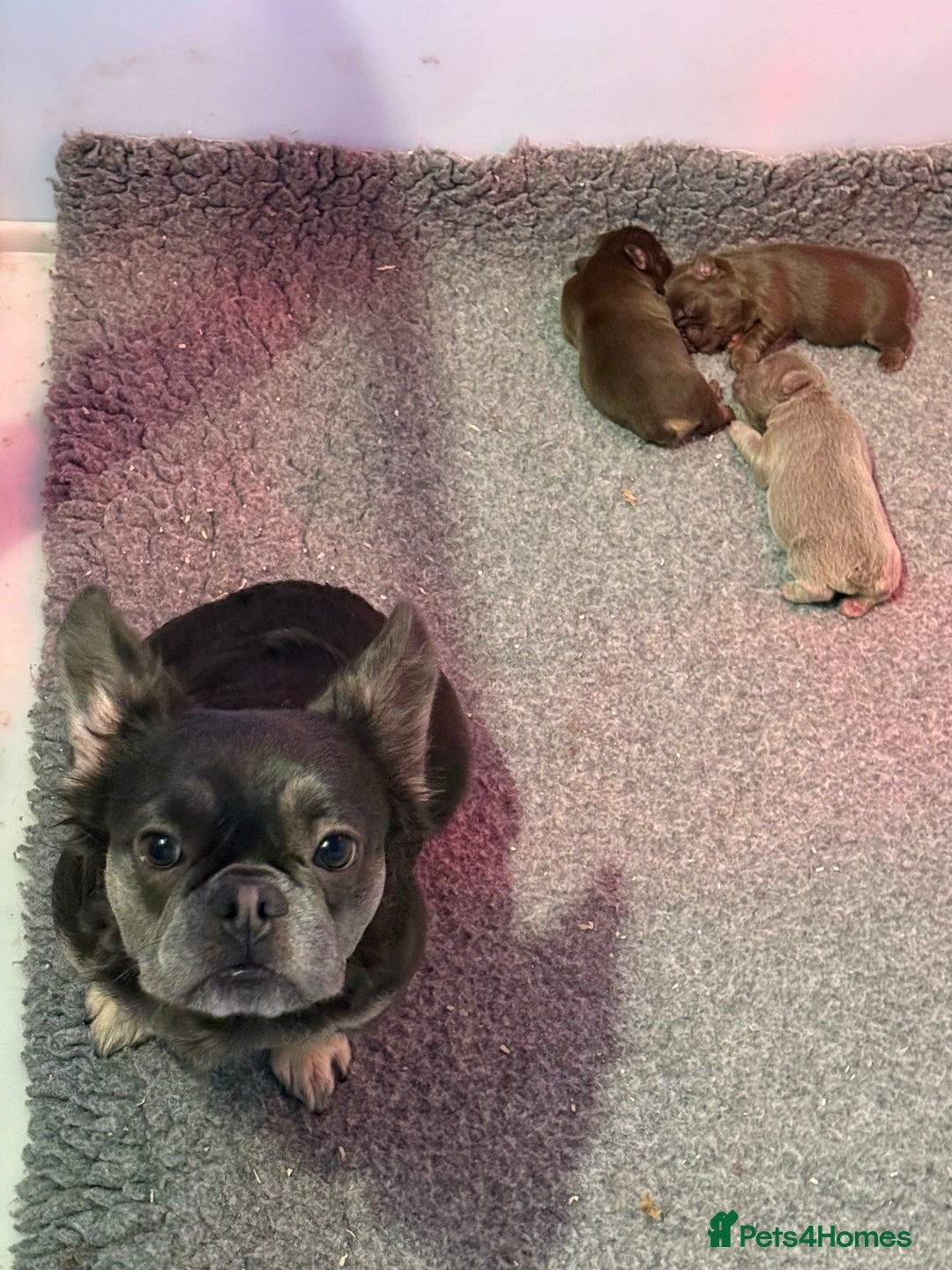 French Bulldog dogs for sale: Newshade rojo fluffy frenchies - Image 2
