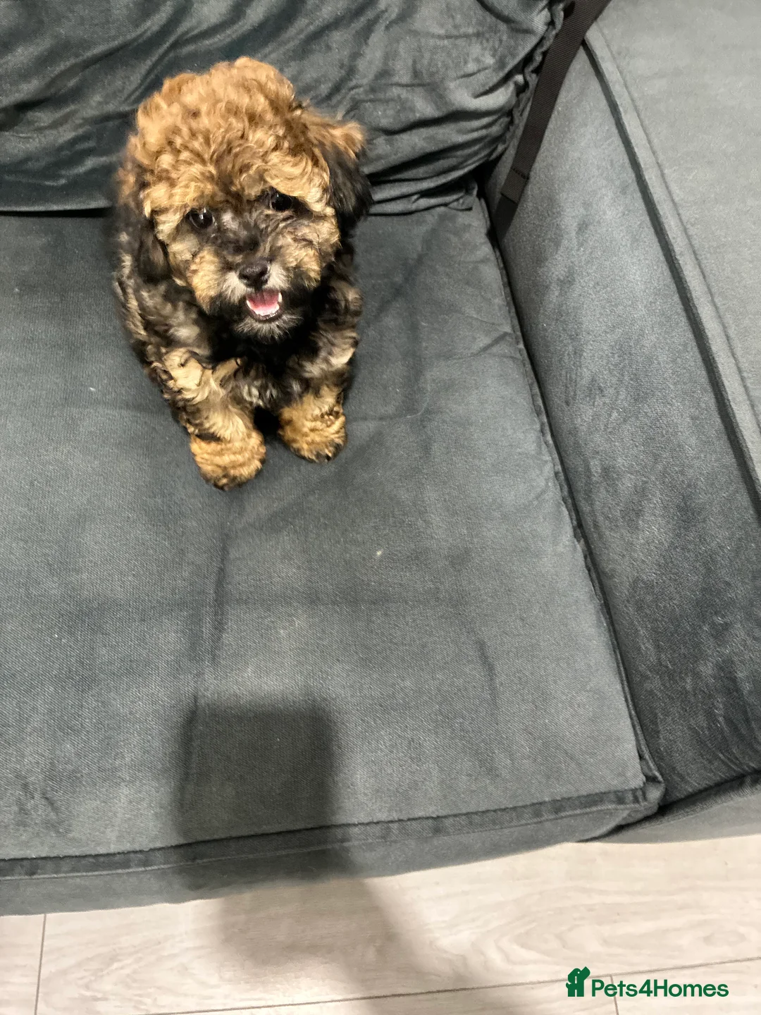 Maltipoo dogs for sale: Maltipoo - Advert 4