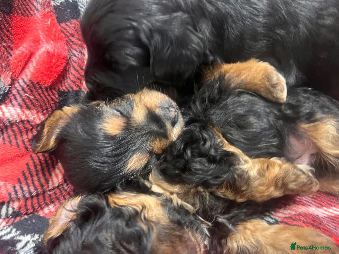 Yorkiepoo dogs for sale: Outstanding Yorkipoos F1 last 3 remaining - Advert 2