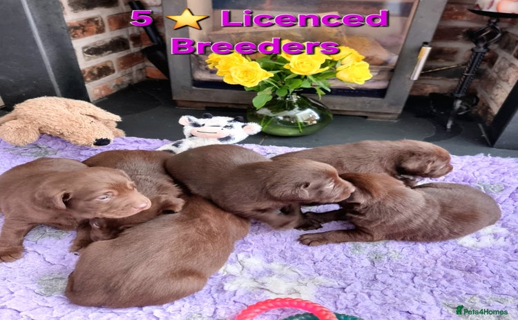 Labrador Retriever dogs - Advert 4
