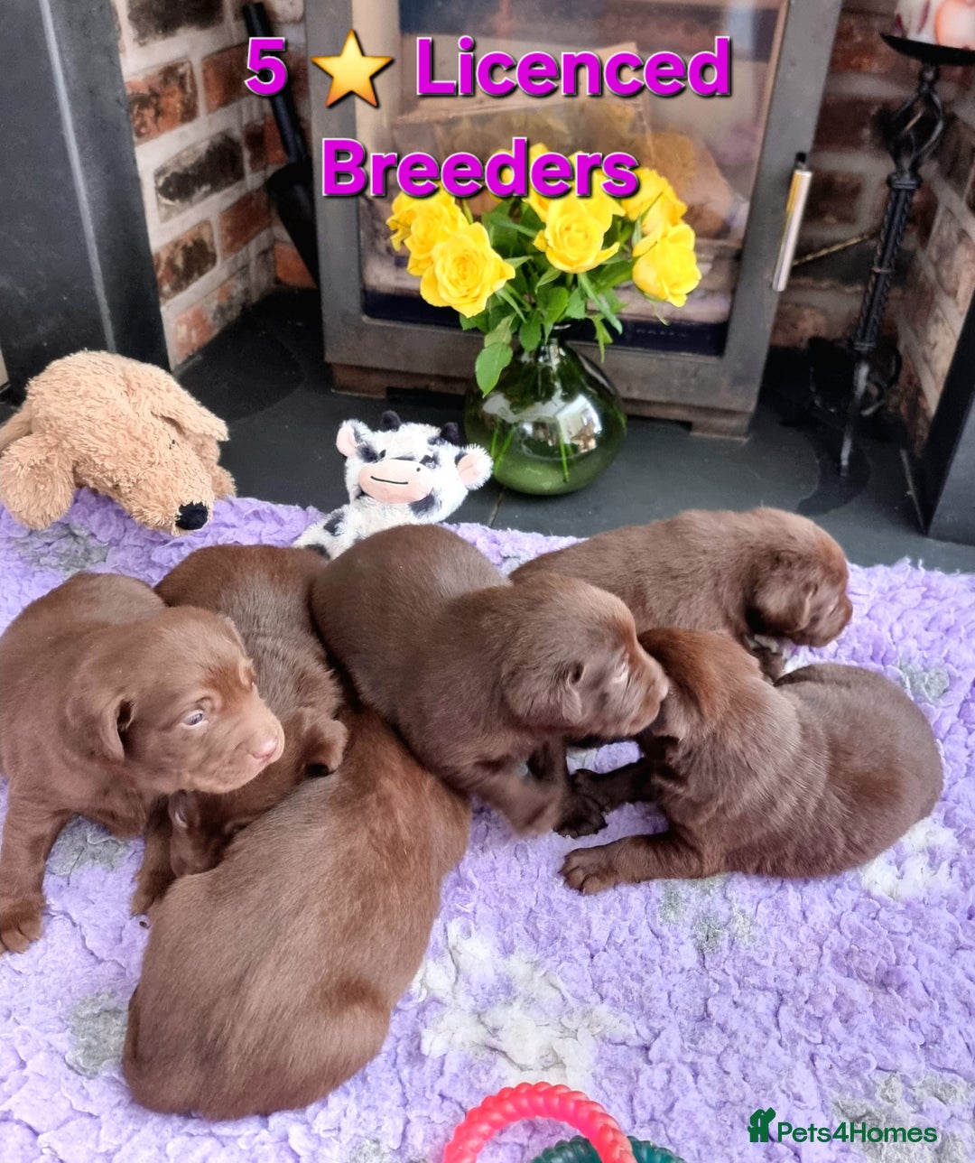 Labrador Retriever dogs for sale: Beautiful Chocolate Labrador Puppies. - Image 1