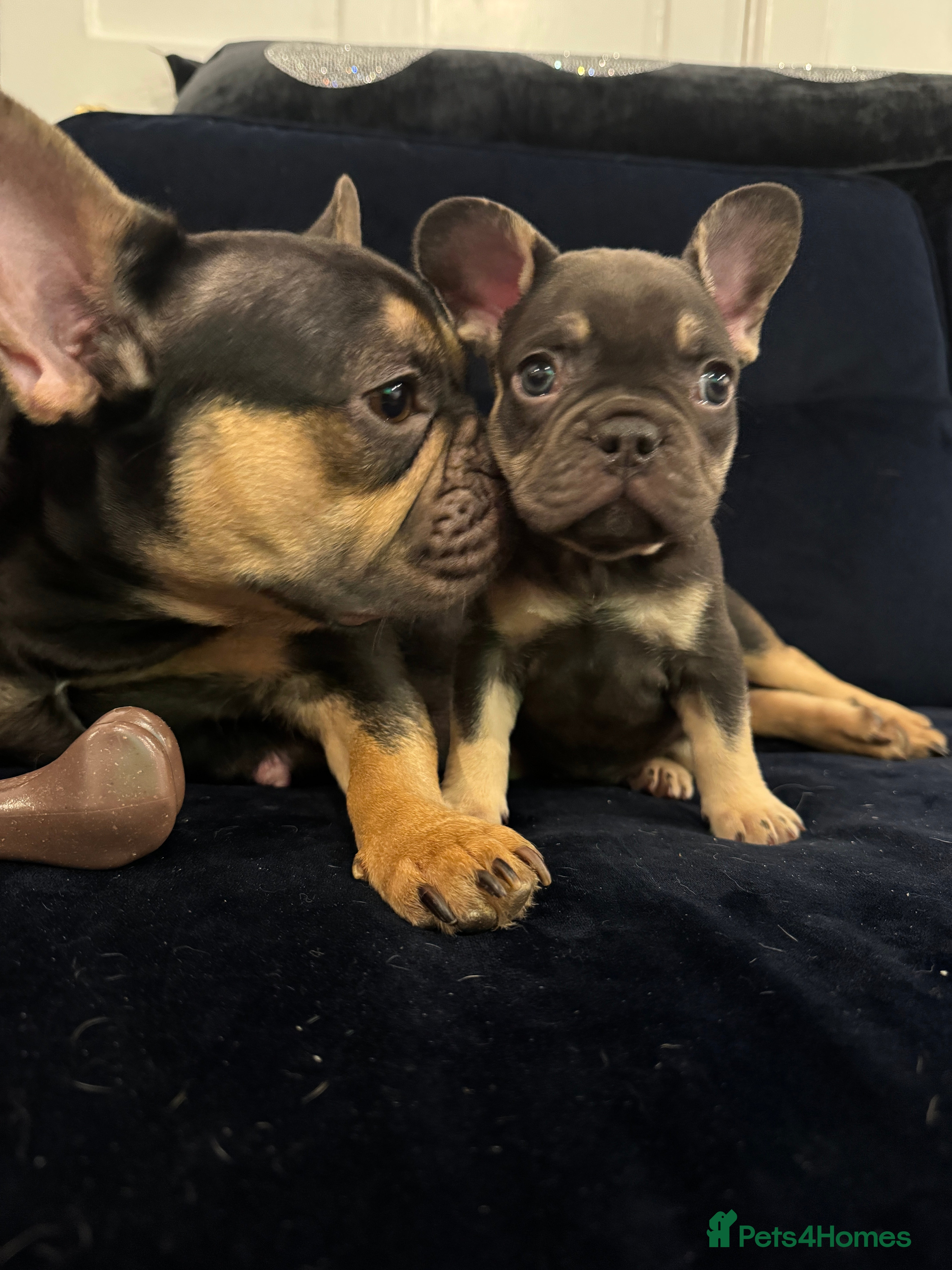 French Bulldog dogs French bulldog puppies for sale  - Advert 15