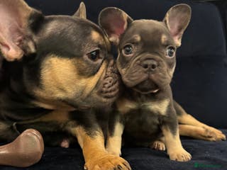 French Bulldog dogs French bulldog puppies for sale - Advert 6