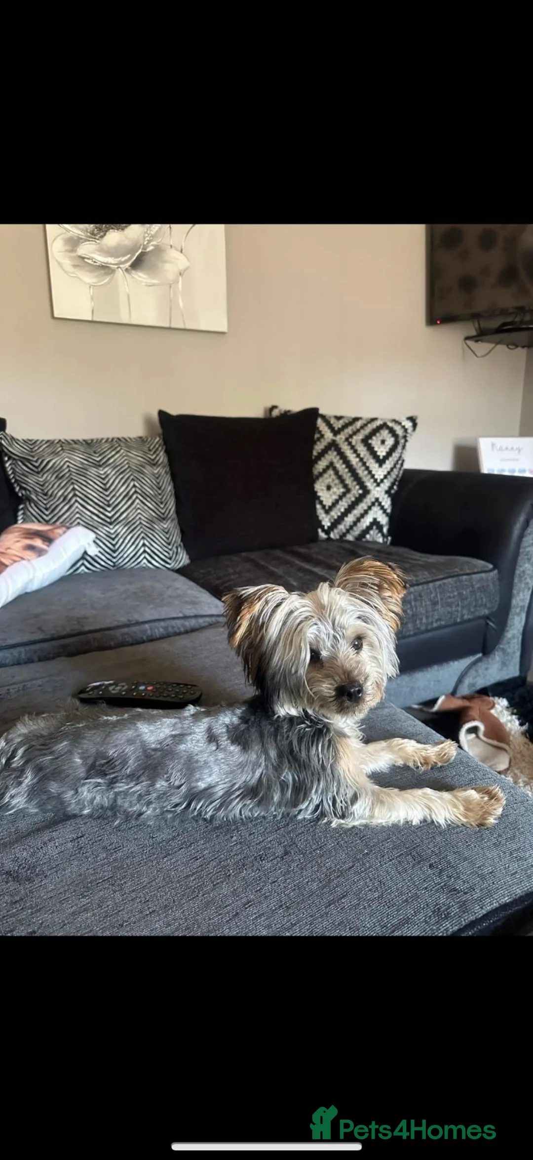 Yorkshire Terrier dogs for sale: Male  Yorkshire terrier  - Advert 2