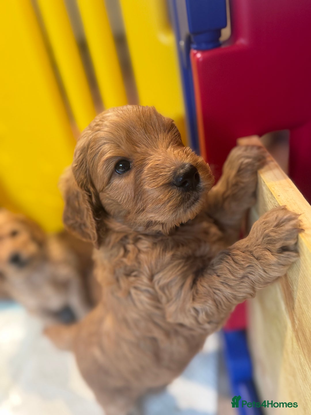 Mini Goldendoodle dogs for sale: Miniature Golden Doodle Puppies - Advert 6
