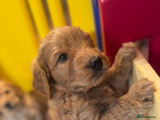 Mini Goldendoodle dogs Miniature Golden Doodle Puppies - Advert 2