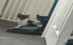 Mixed Breed cats for sale: Two kittens - Image 5