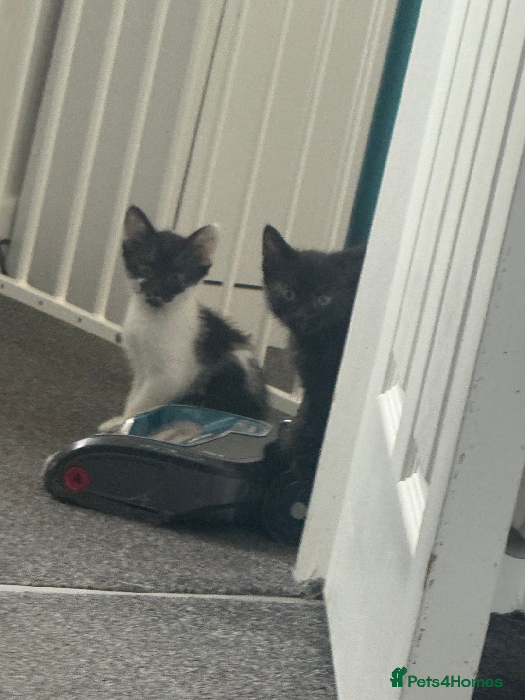 Mixed Breed cats for sale: Two kittens - Image 5