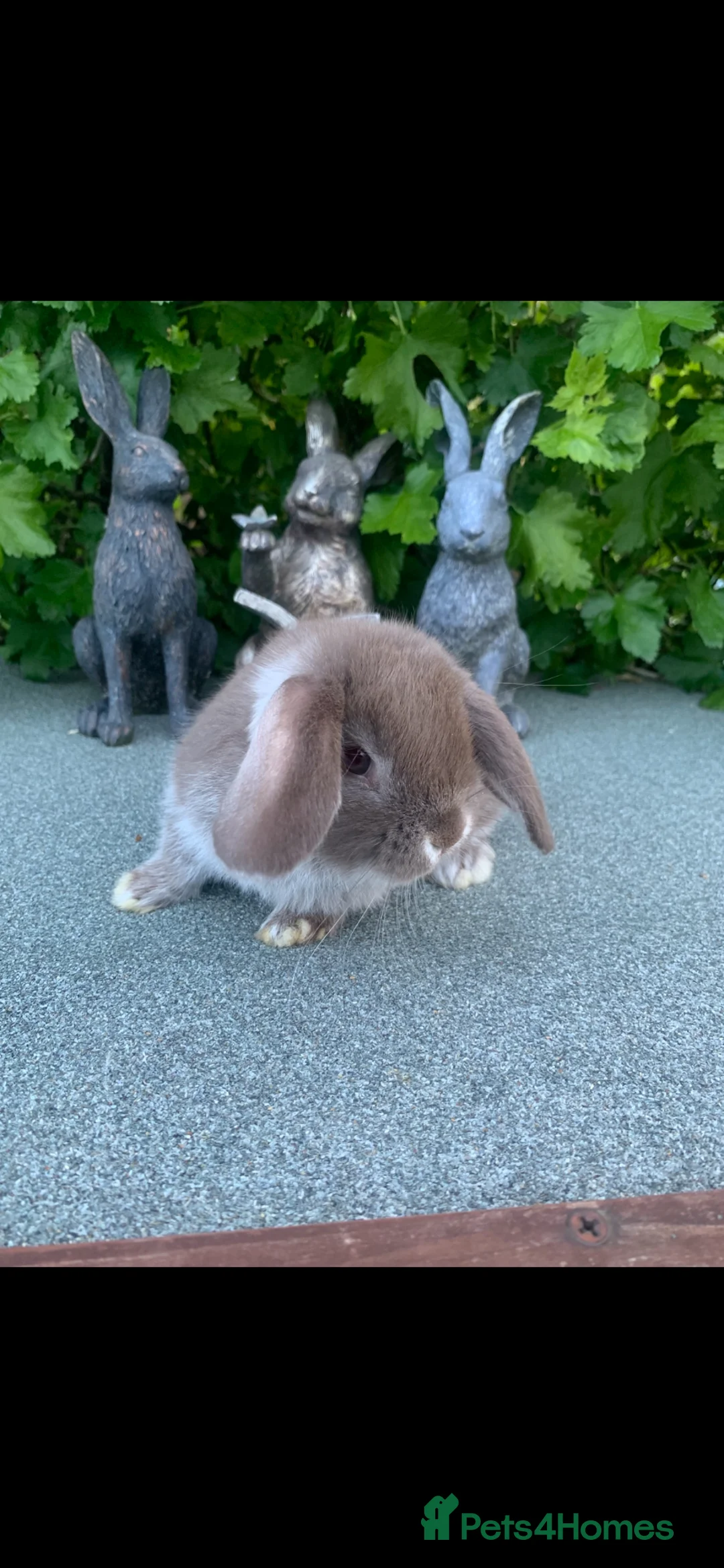 Mini Lop rabbits for sale: Baby Mini Lop Eared Rabbit-8 weeks old-R/T/L  Now. - Advert 2