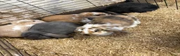 French Lop rabbits for sale: Beautiful French Lop Rabbits, 13 Wks Old, £25 Each - Advert 6