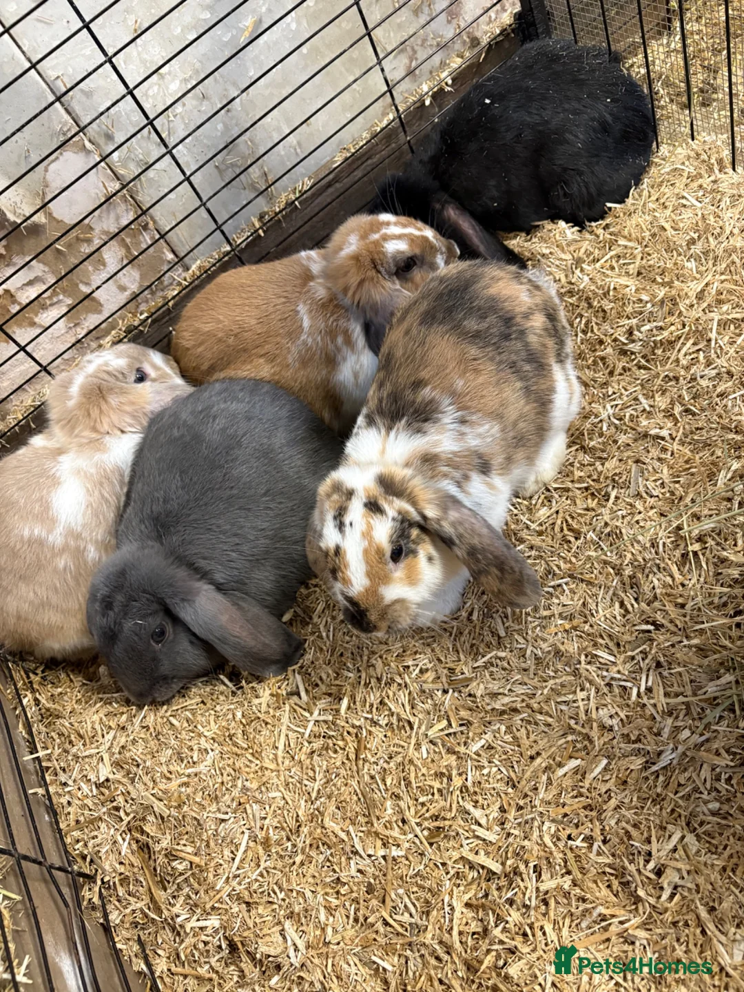 French Lop rabbits for sale: Beautiful French Lop Rabbits, 13 Wks Old, £25 Each - Advert 6