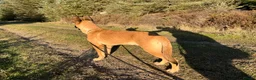 Belgian Shepherd Dog dogs for sale: Absolutely stunning 6 month old Belgium malinois - Advert 5