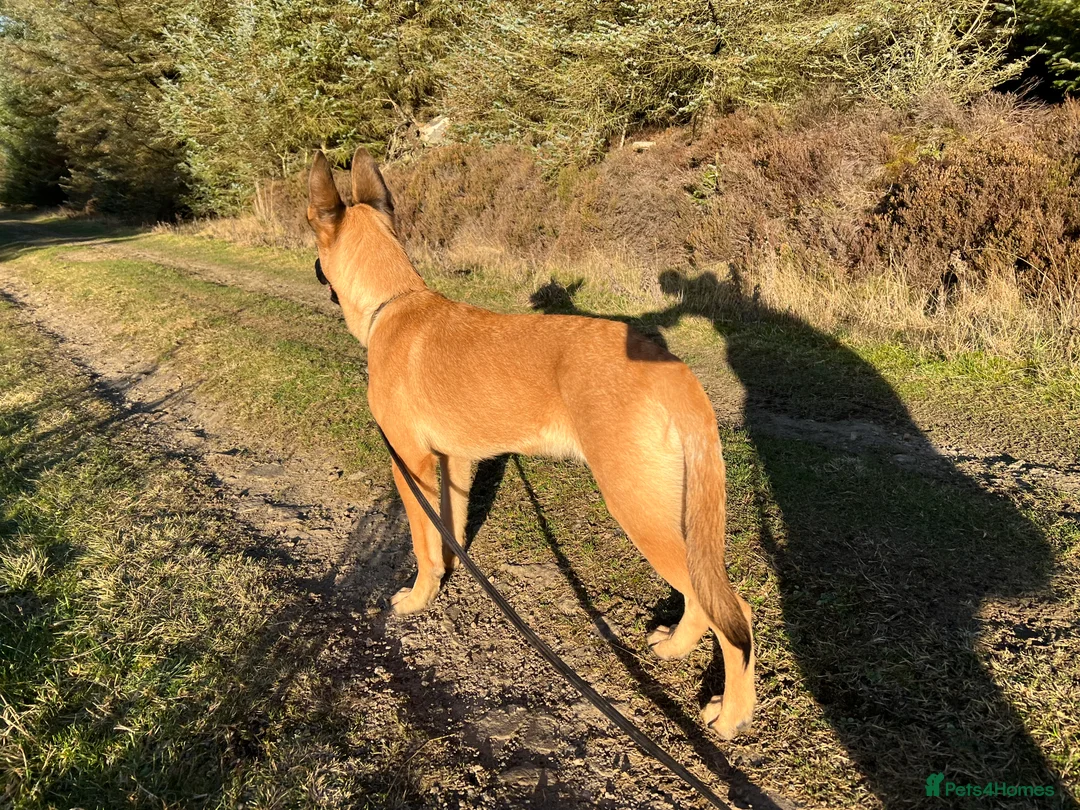 Belgian Shepherd Dog dogs for sale: Absolutely stunning 6 month old Belgium malinois - Advert 5
