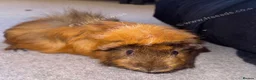Guinea Pig rodents for sale: 2 female guinea pigs in need of home in Northallerton - Advert 3